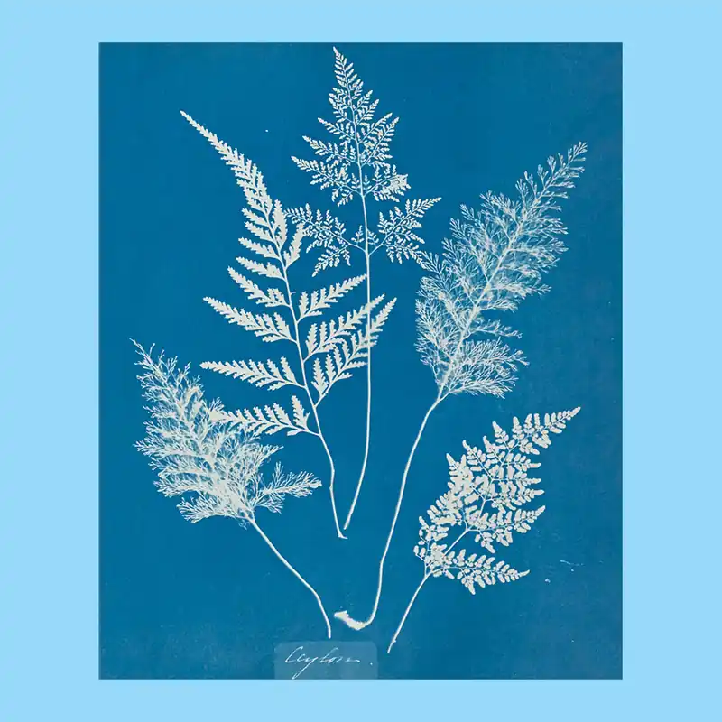 Gratis Retour Anna Atkins: Cyanotypes
