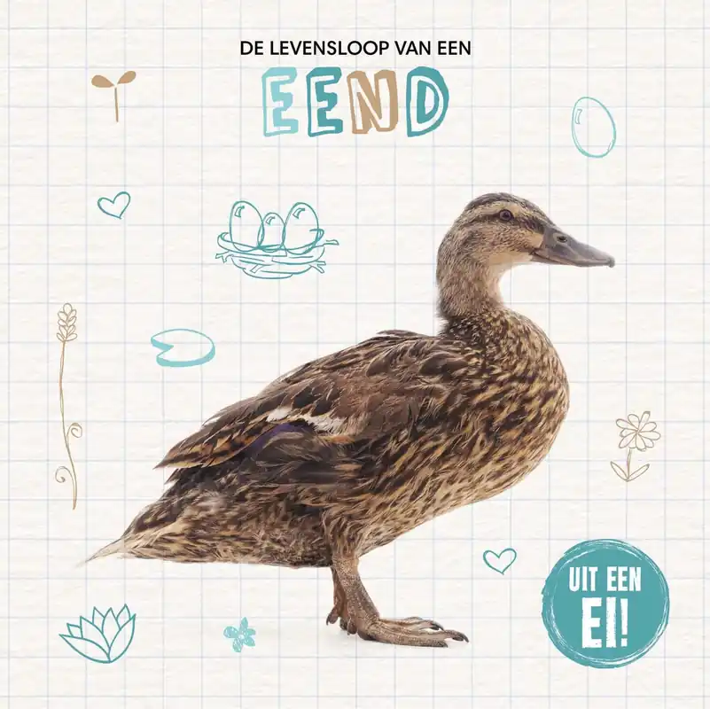 Uit een ei! – De levensloop van een eend Koopje