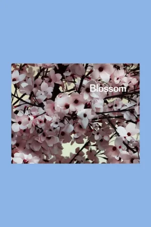 Speciale Aanbieding Ben Lerner & Thomas Demand: Blossom