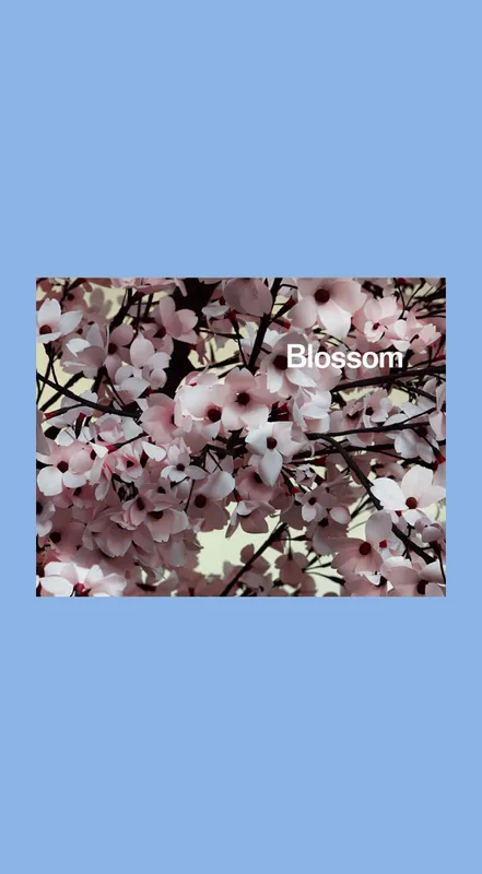 Speciale Aanbieding Ben Lerner & Thomas Demand: Blossom