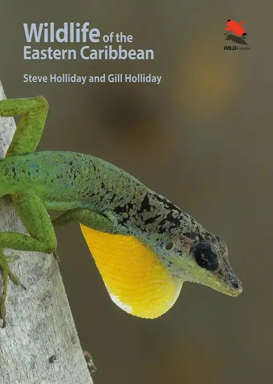Direct Beschikbaar Natuurgids Wildlife of the Eastern Caribbean | Princeton University Press (9780691199818)