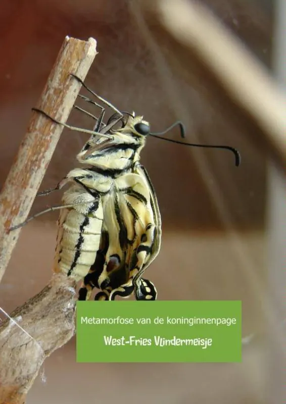 Metamorfose van de koninginnenpage / Druk 1 Lage Prijs