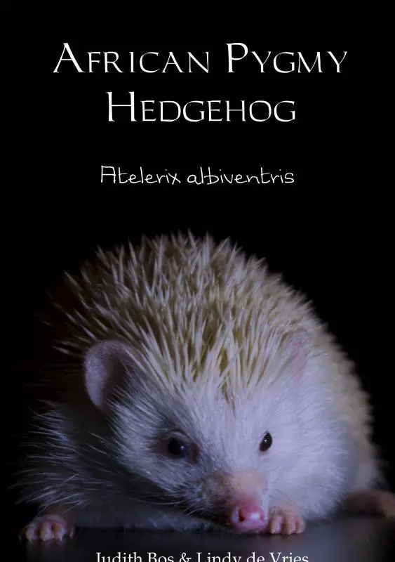 African Pygmy Hedgehog / 1st Edition Premium