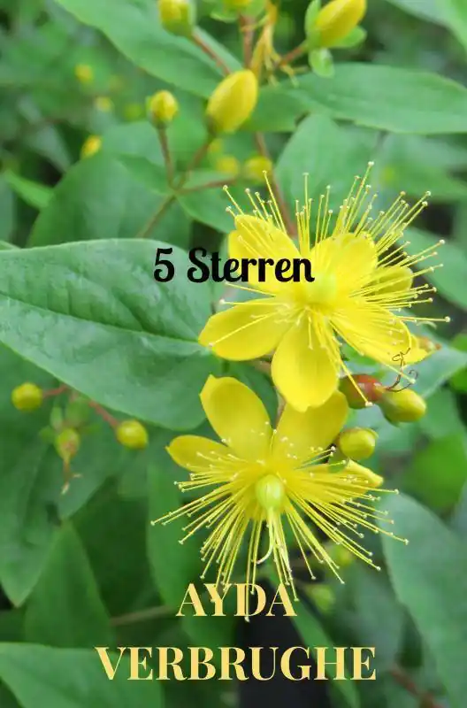 Beste Prijs 5 Sterren / Druk 1
